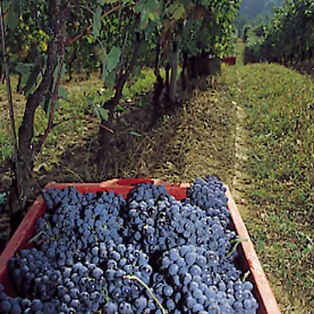 Marchesi Incisa Winery Rocchetta Tanaro