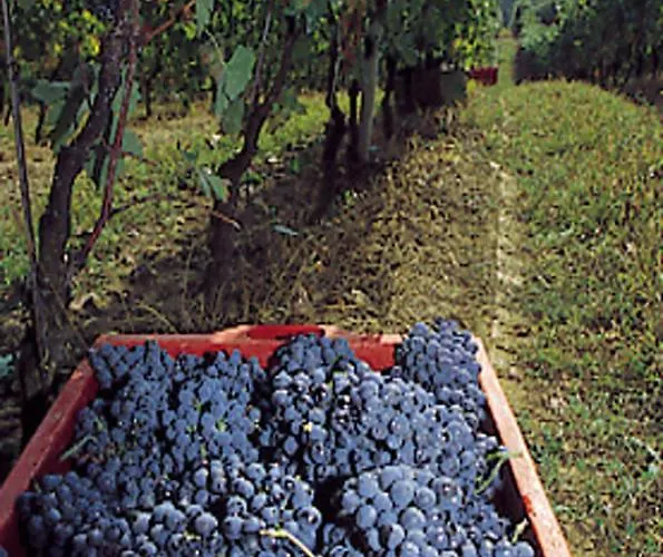 Marchesi Incisa Winery Lodge Rocchetta Tanaro